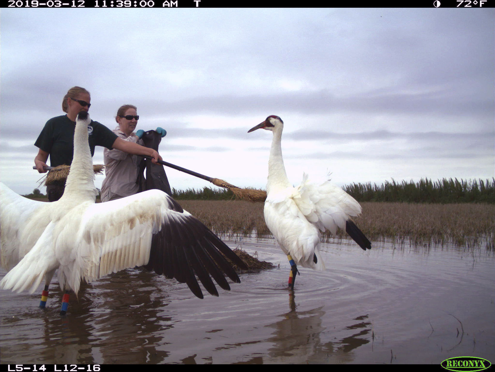 Whooping Crane Spy Eggs